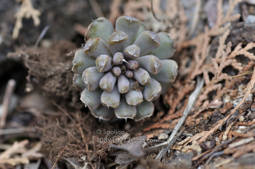 Orostachys chanetii