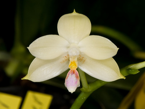 Flores Phalaenopsis