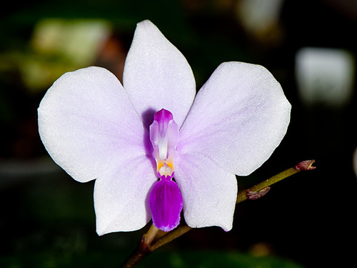 Lowii Orchid