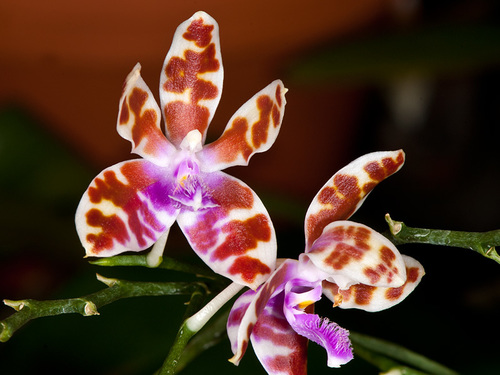 Maria's Phalaenopsis