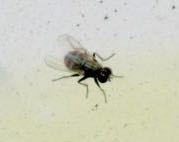iNaturalist observation photo of Coenosiini