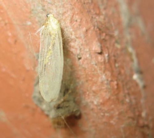 iNaturalist observation photo of Common Green Lacewings