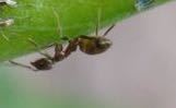 iNaturalist observation photo of Ants