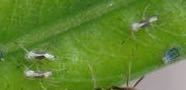 iNaturalist observation photo of Aphids