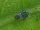 iNaturalist observation photo of Aphids