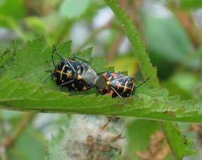 iNaturalist observation photo of Harlequin Bug