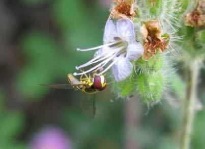 iNaturalist observation photo of Syrphini