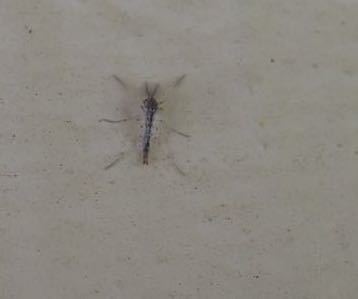 iNaturalist observation photo of Chironomus