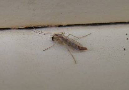iNaturalist observation photo of Chironomus