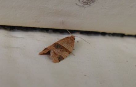 iNaturalist observation photo of Garden Tortrix