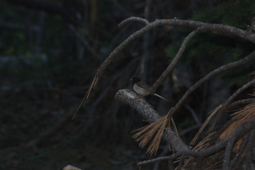 iNaturalist observation photo of Dark-eyed Junco