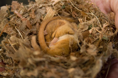 Hazel Dormouse