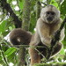 Ecuadorian White-fronted Capuchin - Photo (c) Rudy Gelis, all rights reserved, uploaded by Rudy Gelis