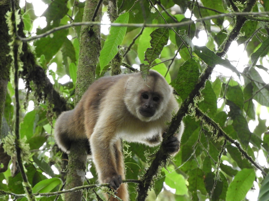 Capuchino de frente blanca ecuatoriano