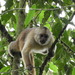 Ecuadorian White-fronted Capuchin - Photo (c) Rudy Gelis, all rights reserved, uploaded by Rudy Gelis