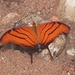 Ruddy Daggerwing - Photo (c) Anderson Rabello Pereira, all rights reserved, uploaded by Anderson Rabello Pereira