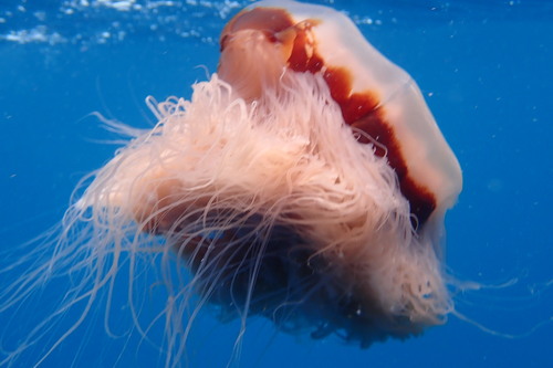 Cyanea barkeri Gershwin, Zeidler & Davie, 2010