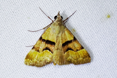 Anvil-wing Moth