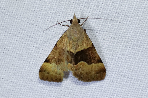 Anvil-wing Moth