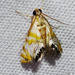 Petrophila kearfottalis - Photo (c) BJ Stacey, כל הזכויות שמורות