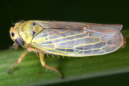 Sonronius