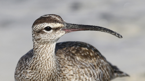 Whimbrel