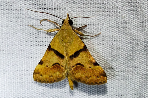 Anvil-wing Moth