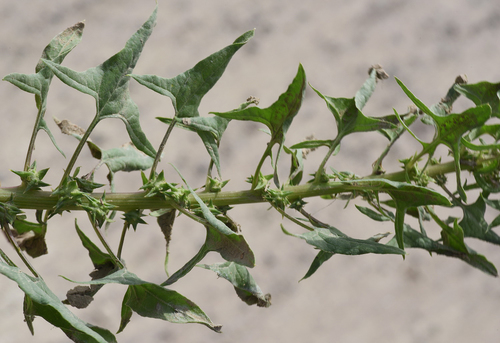 Turkestan Spinach (Spinacia turkestanica)