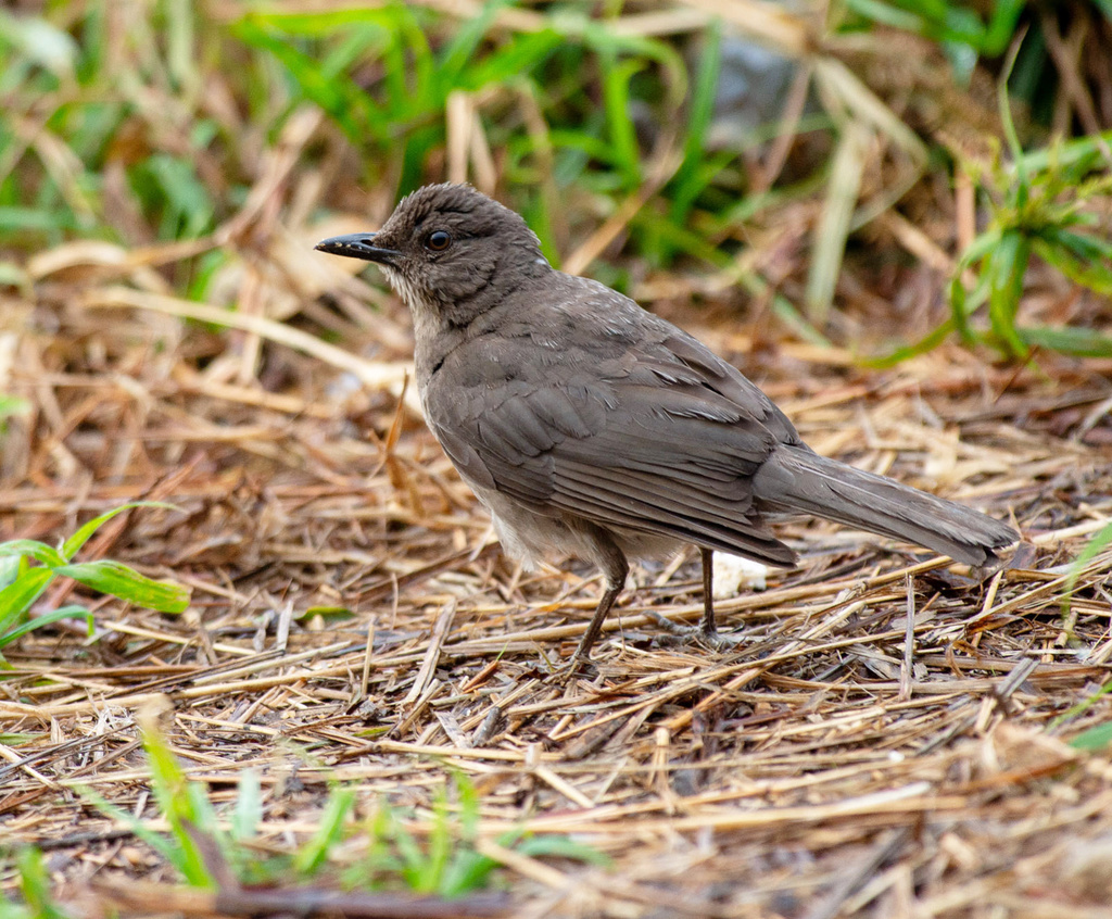 Pantepui Thrush photo