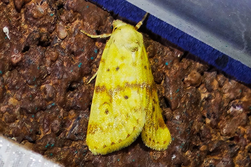 Azenia implora Grote, 1883