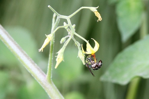 photo of Augochlorine Sweat Bees (Augochlorini)