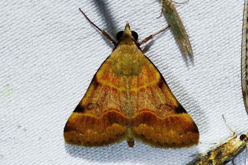 Anvil-wing Moth