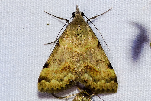 Anvil-wing Moth
