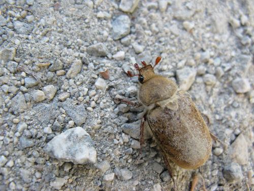 iNaturalist observation photo of Dusty June Beetle
