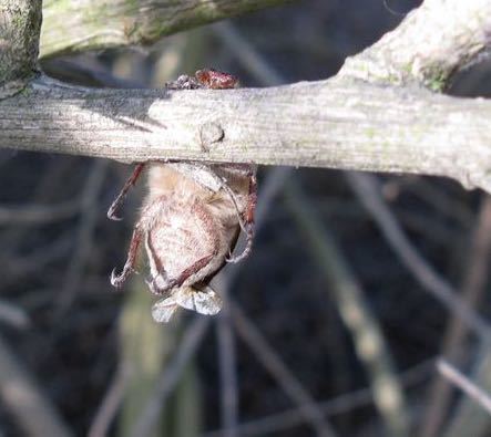 iNaturalist observation photo of Dusty June Beetle
