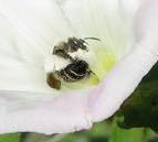 iNaturalist observation photo of Bindweed Turret Bee