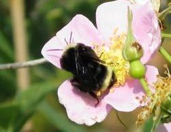iNaturalist observation photo of Yellow-faced Bumble Bee