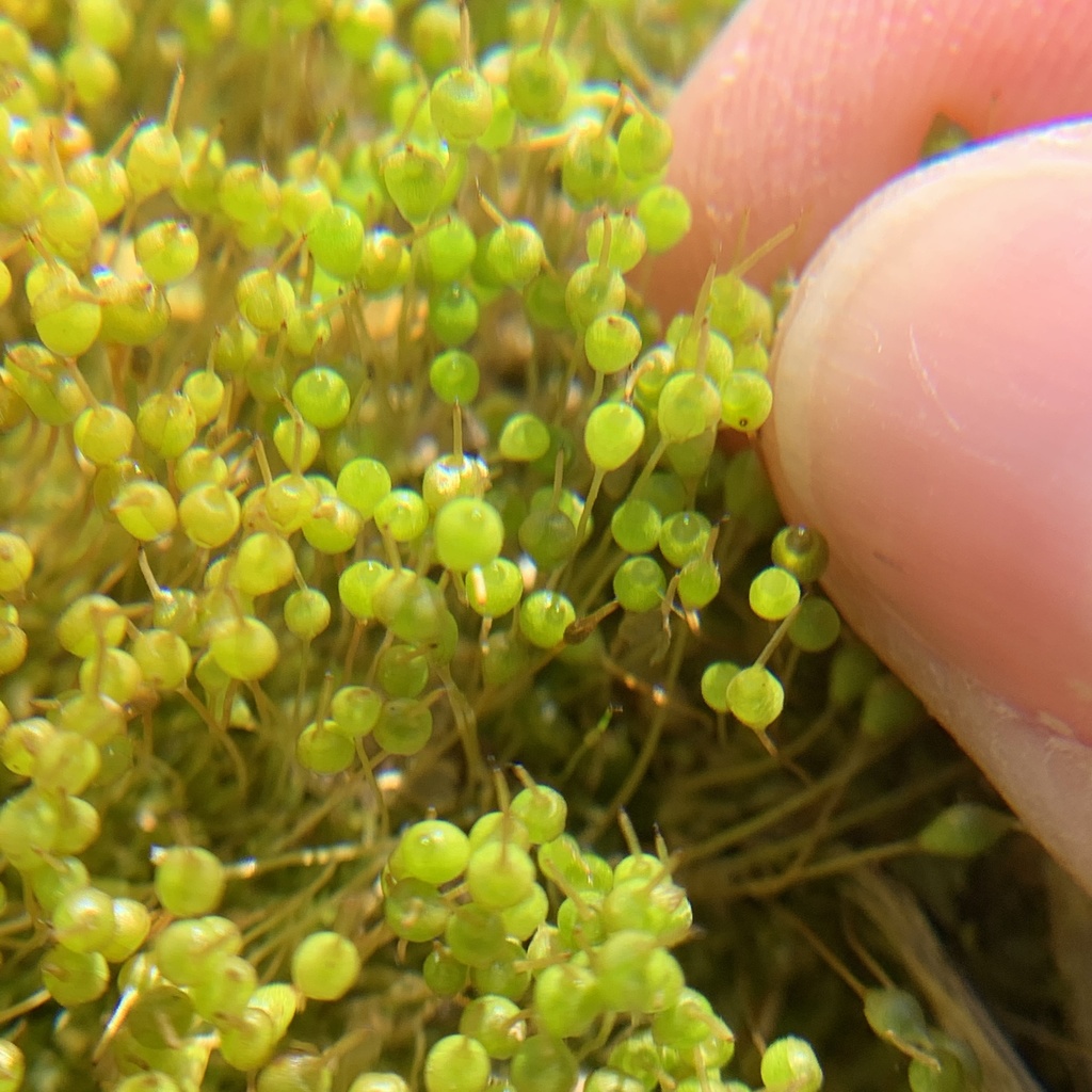 common bladder moss from Bramblewood Plantation Rd, Camden, SC, US on