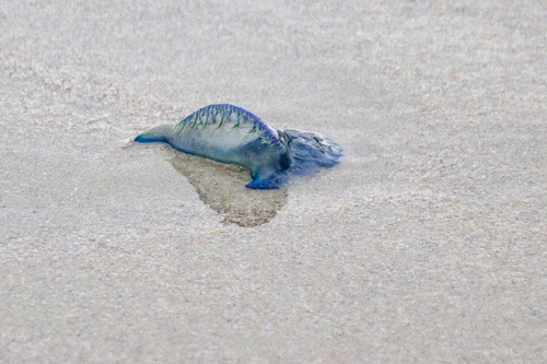 photo of Portuguese Man O' War (Physalia physalis)