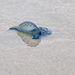 photo of Portuguese Man O' War (Physalia physalis)