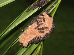 Polybia occidentalis image