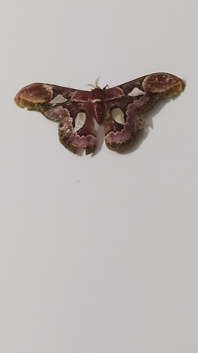 Rothschildia belus