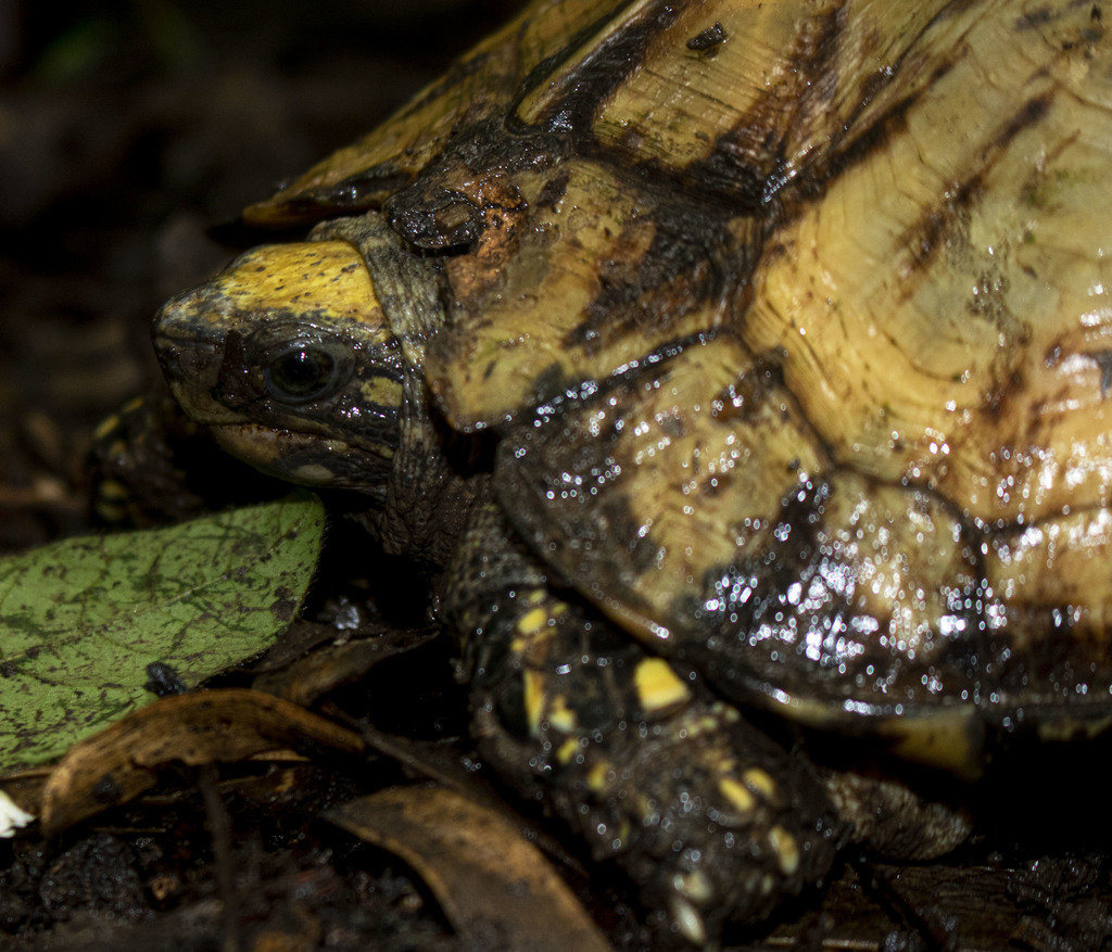 Brown Land Turtle in March 2021 by Amarú Ramón Salcedo · iNaturalist