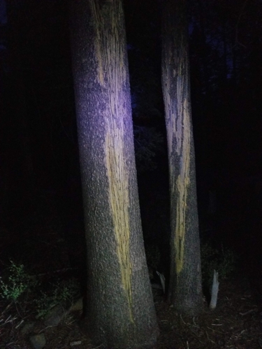 iNaturalist observation photo of Ungulates, Carnivorans, and Allies