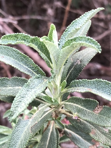 Black Sage foliage