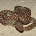 Baja California Night Snake - Photo (c) Rizieri Avilés, all rights reserved, uploaded by Rizieri Avilés
