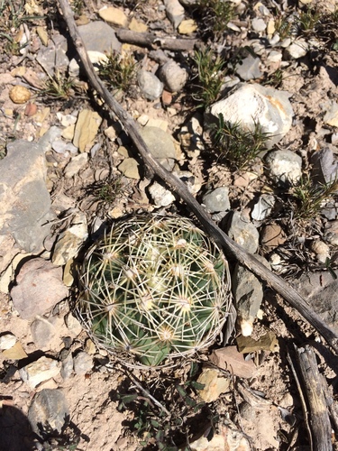 Coryphantha radians