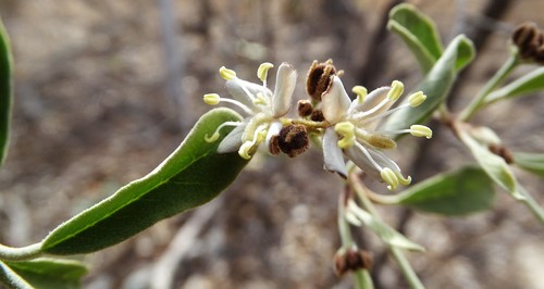 hoary caper (Capparis incana)