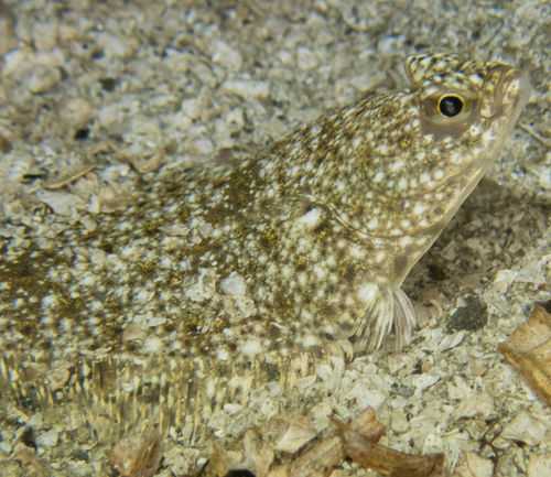 English Sole