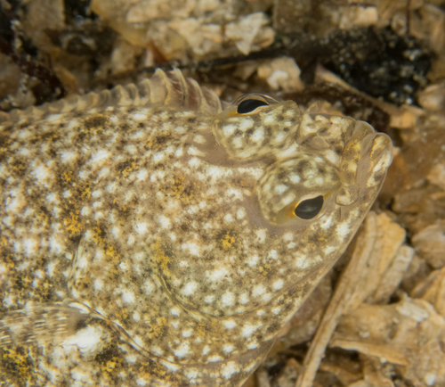 English Sole